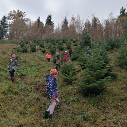 Ein Christbaum für die Volksschule