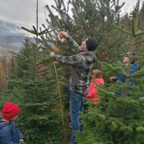 Ein Christbaum für die Volksschule