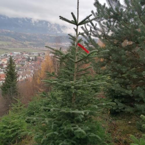 Ein Christbaum für die Volksschule
