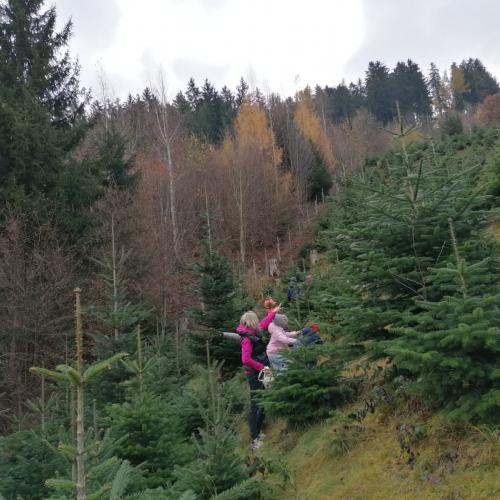 Ein Christbaum für die Volksschule