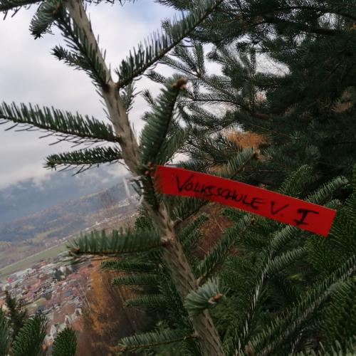 Ein Christbaum für die Volksschule