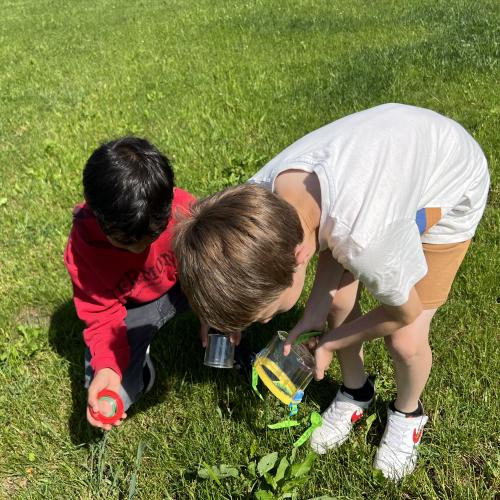 Auf der Blumenwiese