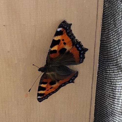 Schmetterlinge
