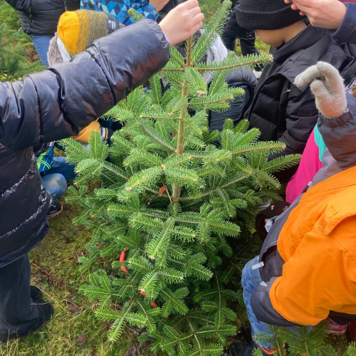 Christbaum
