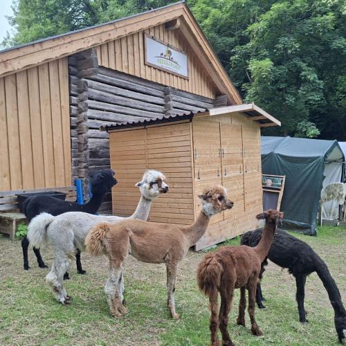 Zu Besuch am Nesseltalhof