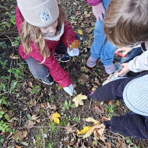 Im Herbstwald