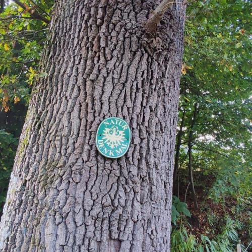 Im Herbstwald