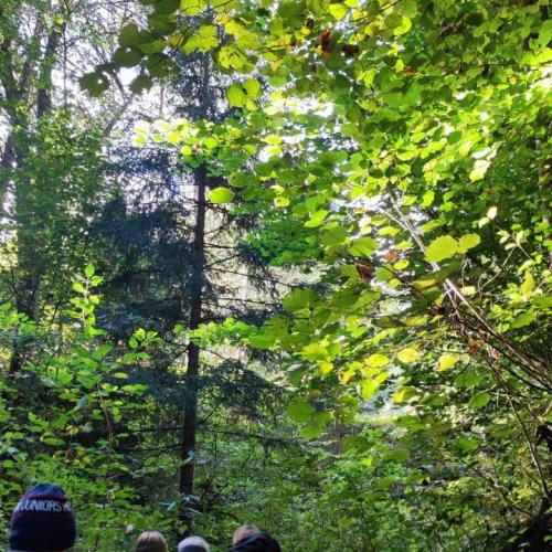 Im Herbstwald