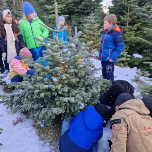 Christbaum für die Klasse