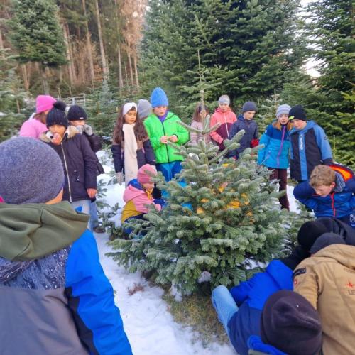 Christbaum für die Klasse
