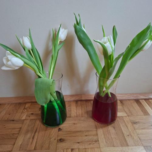 Tulpen färben