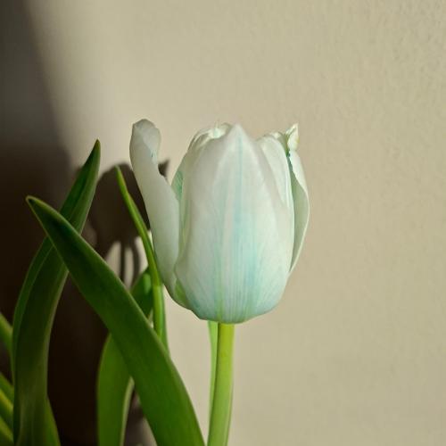 Tulpen färben