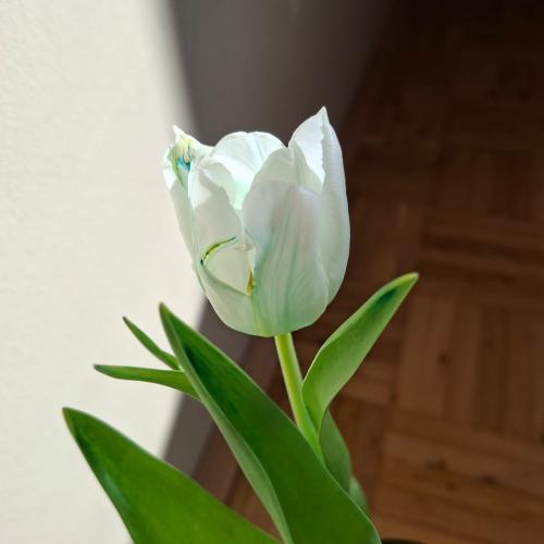 Tulpen färben
