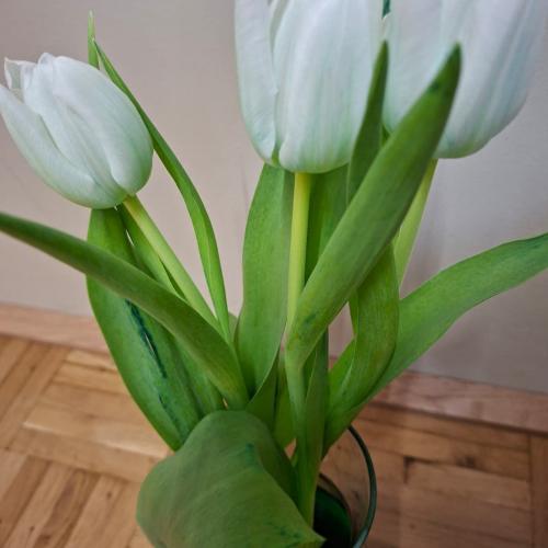 Tulpen färben