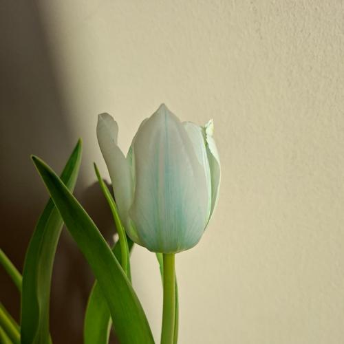 Tulpen färben