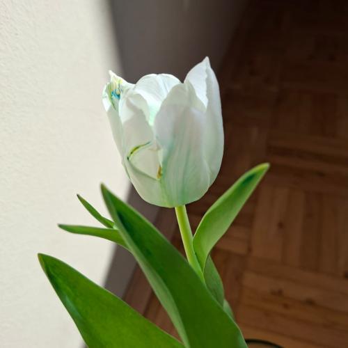 Tulpen färben